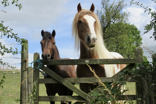 horse